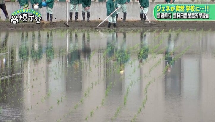 GENERATIONSが“ジェネ米”作りに挑戦? 手植えに大苦戦!