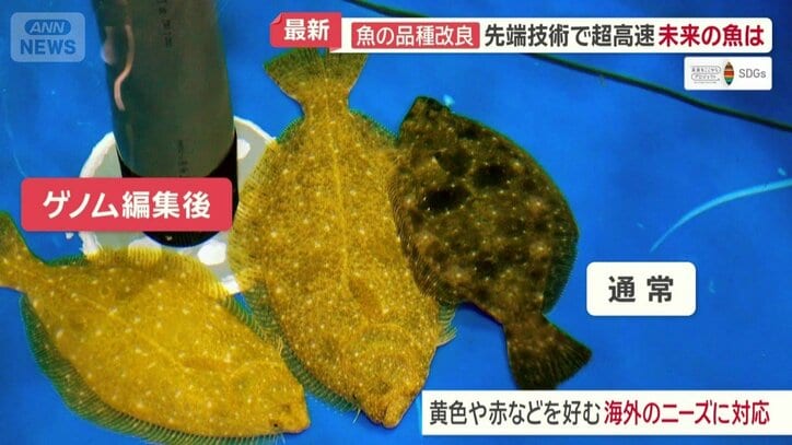 ゲノム編集されたヒラメと通常のヒラメ