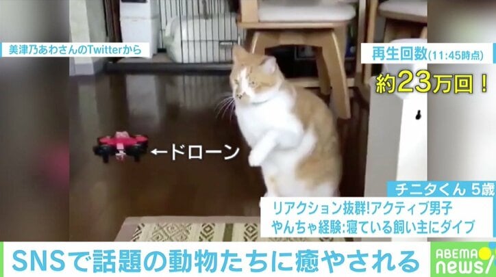 「モフモフ！」「ドローンが！」癒し効果抜群、SNSで話題のペットたち