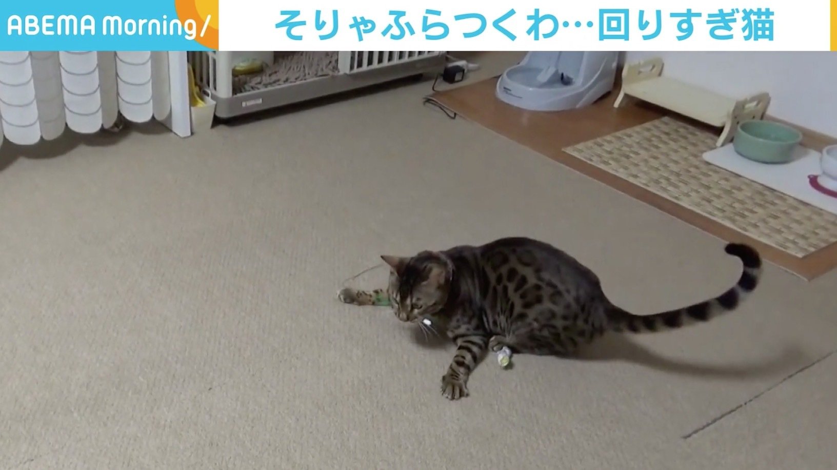 回りすぎてさすがにふらつく 猫じゃらしにハマる猫の様子が 猫ハリケーン 国内 Abema Times