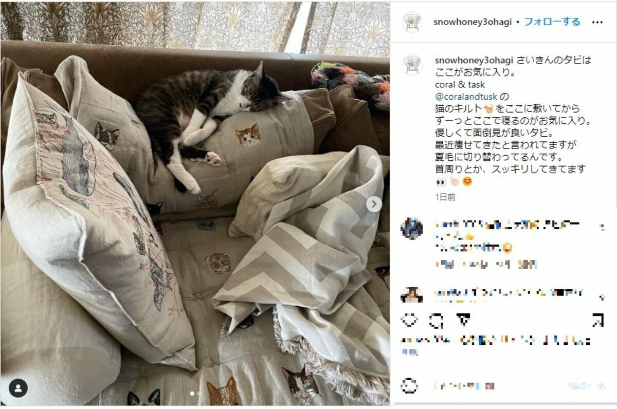 石田ゆり子、おしゃれな部屋で愛猫がぐっすり眠る様子を公開し