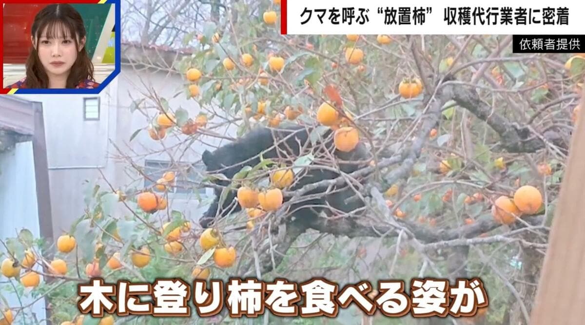 柿を狙うクマ」が各地で相次ぐ 器用に木を登って実を食べあさる姿…付近 