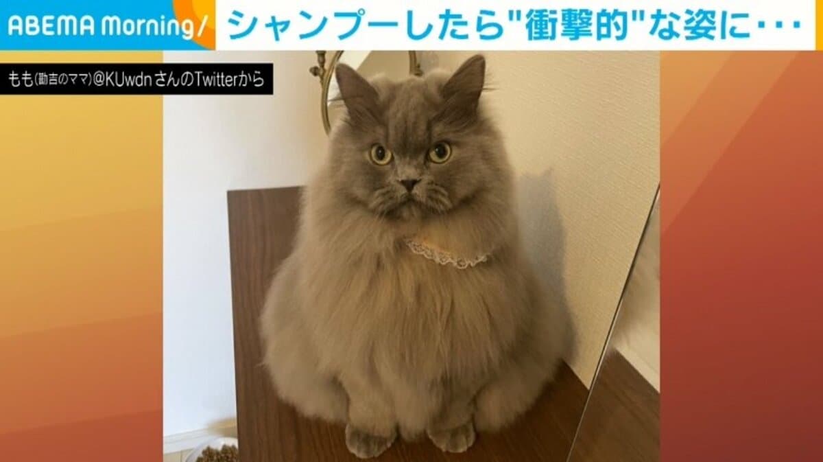 猫 販売 シャンプー 死亡