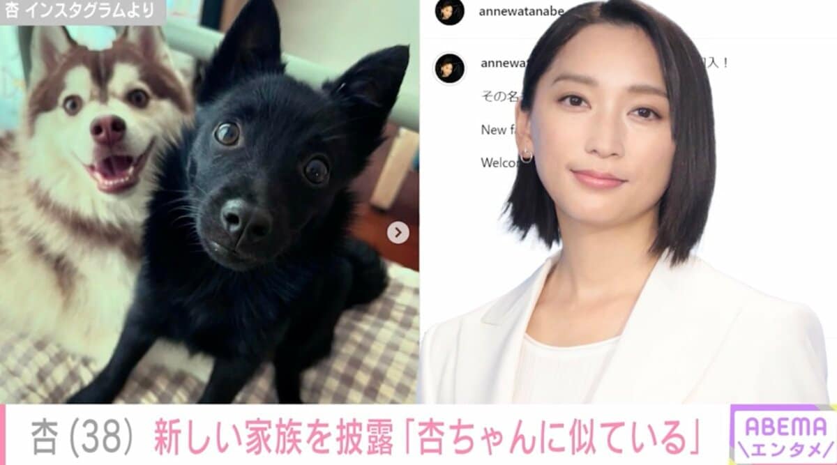 杏 犬