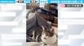 「美しい姉弟愛」姉猫を気遣い、毛布をかけてあげる弟猫に「かわいい！癒やされる」と絶賛の声