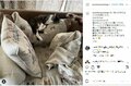 石田ゆり子、おしゃれな部屋で愛猫がぐっすり眠る様子を公開し「たまらない可愛さ」「幸せな景色」と反響