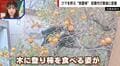 「柿を狙うクマ」が各地で相次ぐ 器用に木を登って実を食べあさる姿…付近の箱ワナで捕獲