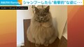 モフモフな猫がシャンプーすると“シュッ” 衝撃的な大変身に飼い主「笑っちゃいました」