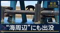専門家「川のまわりが隠れ場に」住宅地や釣り場で目撃…“海周辺”にもクマ出没