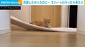 魔法のじゅうたん気分!? 猫がブランケットに乗って遊ぶ“笑撃”行動に飼い主「洗濯したかったのに」
