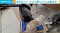 真新しいベッドに興味津々な2匹の犬 「私のニャンだから~!!」 と必死に抵抗する猫の姿に「平和だ…この可愛いポカスカ」とほっこり