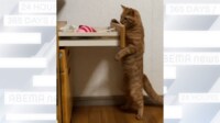 【映像】引き出しに吹き飛ばされる猫