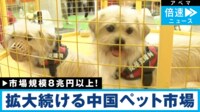 【映像】「私はクローン犬です。永遠に一緒にいれます」中国ペット市場8兆円の光と影
