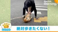 「絶対歩きたくない」柴犬と飼い主の戦い