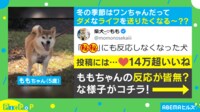 【映像】ヒーター前でぬくぬくする柴犬(別カットも)