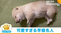 “秒で寝る”豆柴の赤ちゃんが話題