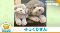 【映像】自分そっくりなぬいぐるみに合わせて微笑む犬