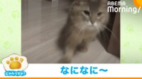 【映像】猫のかっこいい登場シーン
