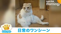 飼い主「笑わせてもらってます」 “ツンデレ”猫が見せる豪快な表情