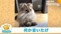 【映像】「起きて?」愛くるしい目で訴える猫