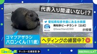 【映像】アザラシの連続ヘディング