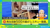 【映像】柴犬が椅子から降りられず困惑…6歳児の“驚きの救出方法”にほっこり