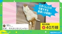 【映像】腕のほくろを“おやつ”と勘違いする猫 思わず反応してしまう可愛すぎる姿