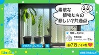 【映像】食べた後のアボカドやレモンの種がすくすくと成長