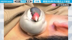 昼寝中の我が子の上で昼寝する文鳥「仲良すぎw」「ホンワカ気分になりました」反響の声