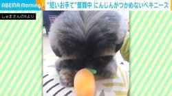 「今度こそ…！」短い前足をフル稼働させるペキニーズ、7年間一度も成功しない姿に「ジタバタかわいすぎるやろぉ！！」