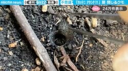 「カッテニ アケンナ！」巣穴の扉を開けると、クモが“バタン”と閉める様子に「閉め方が可愛い（笑）」「本気度が伝わってくる」と反響