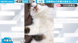 爆睡猫が花の手入れを妨害？ 作業効率ガタ落ちの“悩殺ポーズ”に「すごい寝相」「咲き誇っておられる」悶絶の声