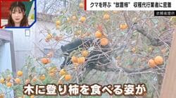 「柿を狙うクマ」が各地で相次ぐ 器用に木を登って実を食べあさる姿…付近の箱ワナで捕獲