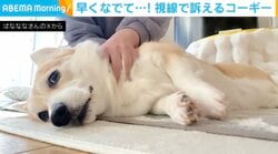早くなでて…！手を止めると“視線で訴える”コーギーに「いつまでやればいいのw」「目がガチです」など反響