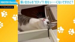 危機一髪！ハシゴの上で調子に乗った猫、足を踏み外した瞬間の表情が話題「何食わぬ顔してるw」「おぉっ！て焦ってるw」
