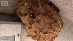 “ハチ王”ハンターに密着　直径45センチ「今季最大」スズメバチの巣と格闘【詳細版】