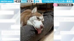 「びろろーんｗ」ベロをビロビロ触られても無抵抗のシベリアンハスキーに「可愛すぎるw」「逆襲しない犬初めて見た」と反響