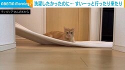 魔法のじゅうたん気分!? 猫がブランケットに乗って遊ぶ“笑撃”行動に飼い主「洗濯したかったのに」