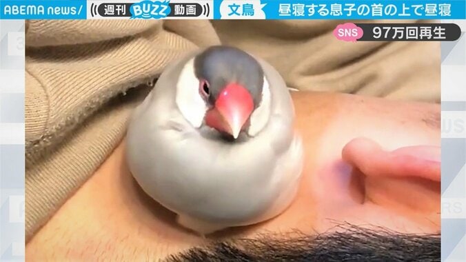 昼寝中の我が子の上で昼寝する文鳥「仲良すぎw」「ホンワカ気分になりました」反響の声 1枚目