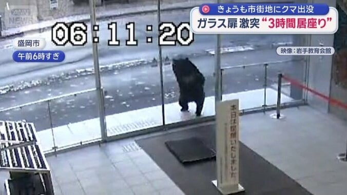 入り口に突進するクマ