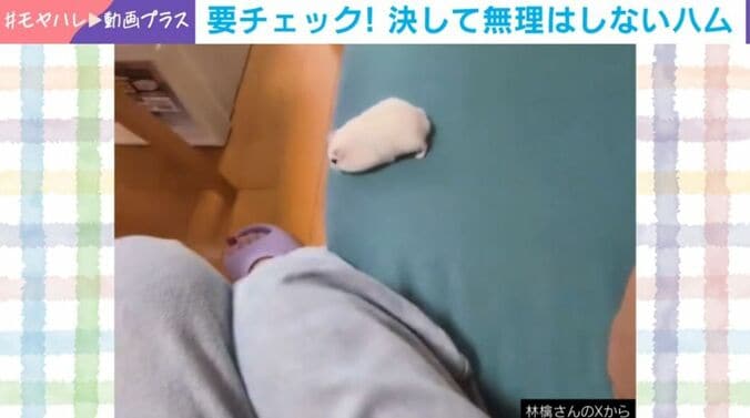 おもちくん