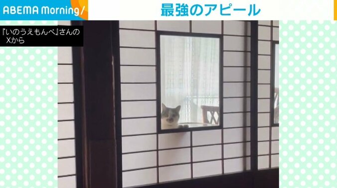 猫の幸子ちゃん（4歳）
