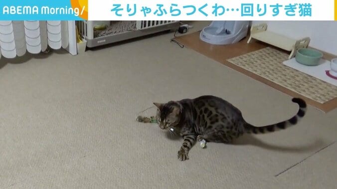 回りすぎてさすがにふらつく？ 猫じゃらしにハマる猫の様子が「猫ハリケーン」 1枚目