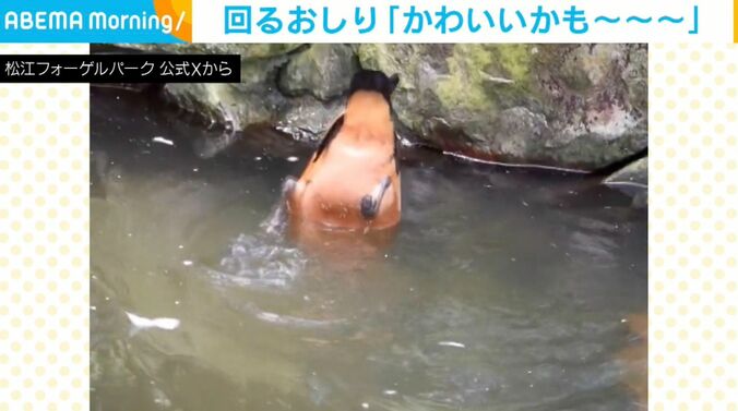 アカツクシガモ
