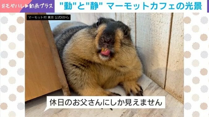 マーモット