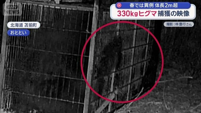 鉄の格子から体の一部がはみ出ている