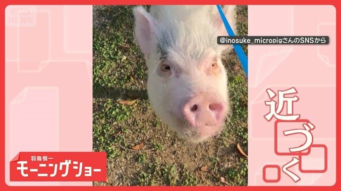 名前を呼んでも…無視　だけど「バナナ」には反応するブタさん　言葉を理解してる？ 1枚目