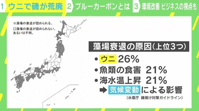 磯焼けを起こす“駆除ウニ”を立派な食用に ウニノミクスが目指す環境改善×ビジネス これからは「ゴミ＝資源」の視点が必要に？ 5枚目