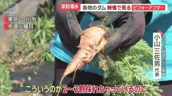 野菜にも影響が…