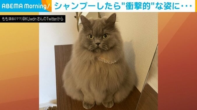 モフモフな猫がシャンプーすると“シュッ” 衝撃的な大変身に飼い主「笑っちゃいました」 1枚目